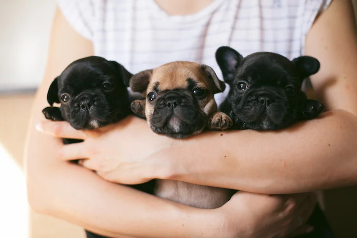 French Bulldog Puppies Being Held