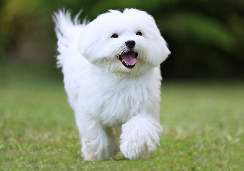Happy Adult Maltese Puppy Running