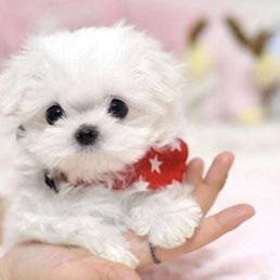 Order Zola Cute Maltese Puppy