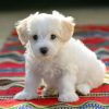 Best Place to Buy Maltese Puppies