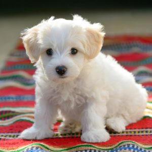 Best Place to Buy Maltese Puppies