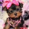 Adorable Lucy Teacup Yorkie Puppy for Sale