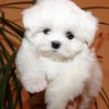 Adopt Flash Maltese Puppy