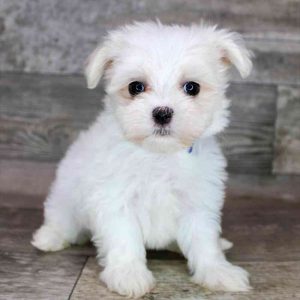 Buy Gavin Cute Maltese Puppy