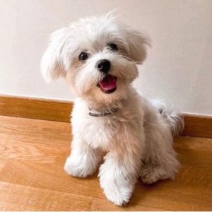 Buy Tootsie Female Maltese Puppy