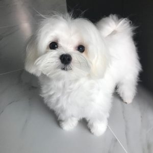 Fancy Maltese Puppy