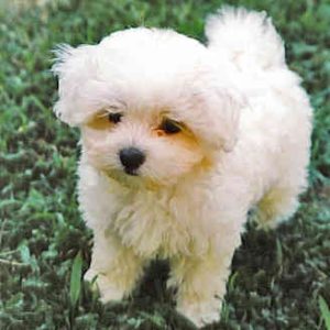 Benji Maltese Puppy