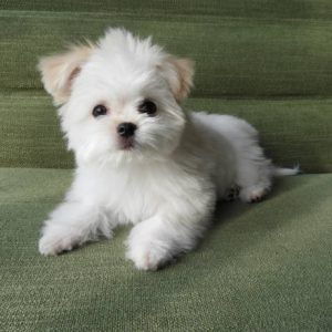 Brody Maltese Puppy