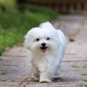 Bonita White Maltese Puppy