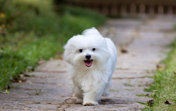 Bonita White Maltese Puppy